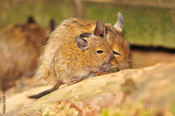 Obraz Degu
