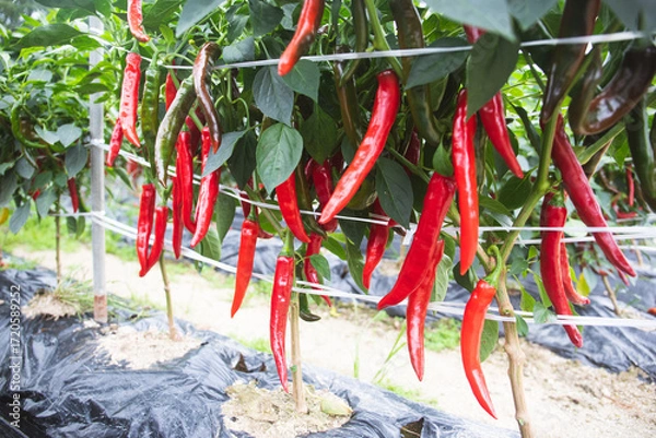 Obraz 고추,고추밭