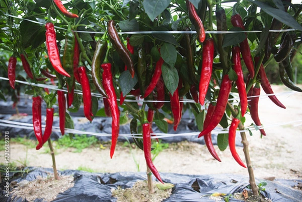 Obraz 고추,고추밭