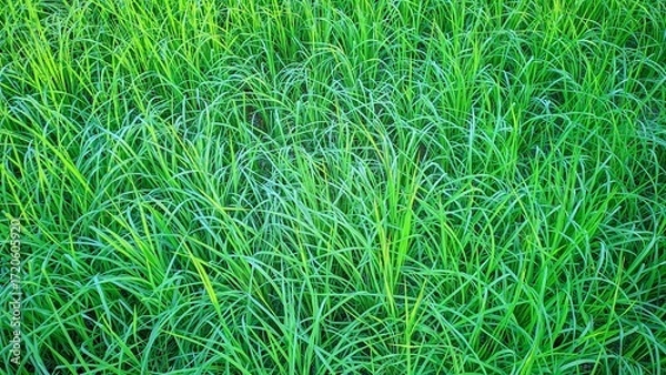 Fototapeta A field densely covered with vibrant green grass