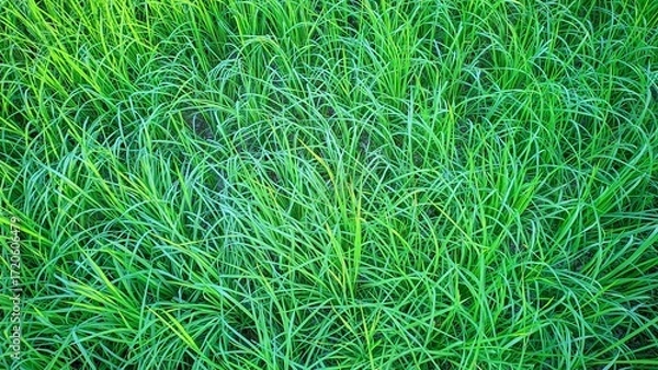 Fototapeta An overhead view of lush green grass blades