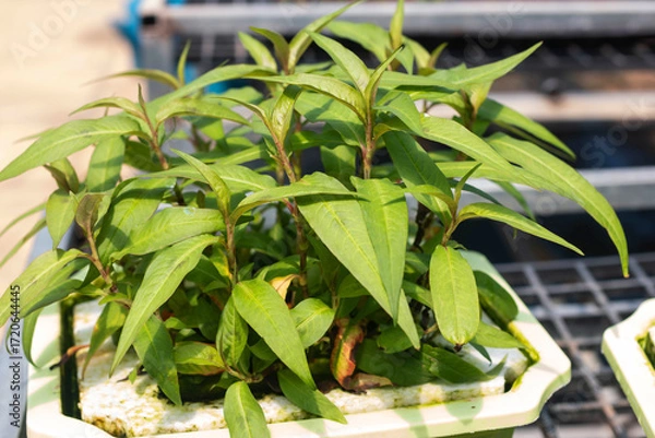 Fototapeta Fresh green Bitter Gourd or Bitter Melon from the garden Hydroponics or Soilless Culture