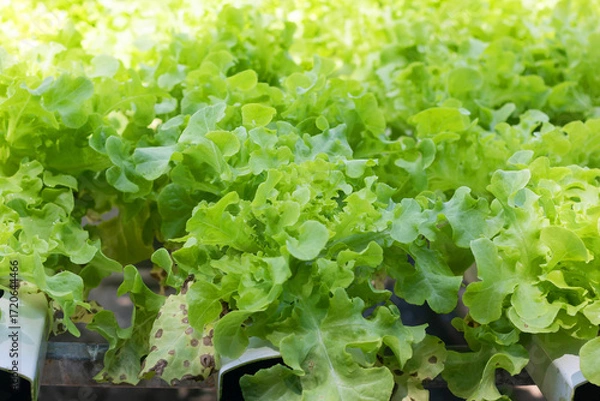 Fototapeta Green oak lettuce or Salad vegetables in Nursery for seedlings from the garden Hydroponics or Soilless Culture