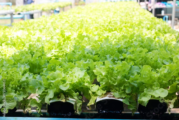 Fototapeta Green oak lettuce or Salad vegetables in Nursery for seedlings from the garden Hydroponics or Soilless Culture