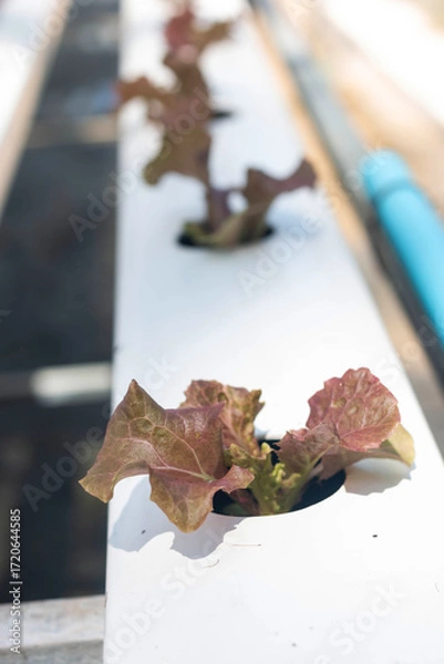 Fototapeta Red oak lettuce or Salad vegetables in Nursery for seedlings from the garden Hydroponics or Soilless Culture