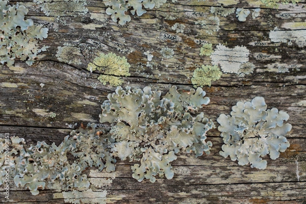 Fototapeta Close-up of lichen growing on an old timber log