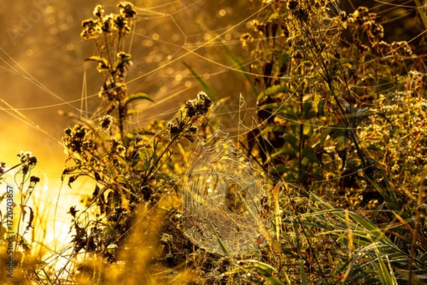 Fototapeta A spiderweb on the shore of a pond in thick native plants during a golden morning. 