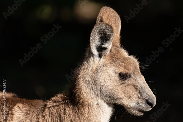 Obraz A profile portrait of an eastern grey kangaroo in Queensland, Australia.