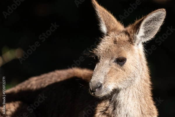 Obraz A three-quarters portrait of an eastern grey kangaroo in Queensland, Australia.