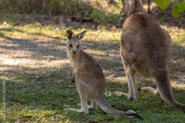 Obraz An adolescent eastern grey kangaroo joey standing by its mother, Queensland, Australia.