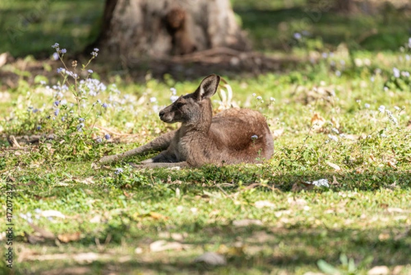Obraz A eastern grey kangaroo resting in a grassy field in Queensland, Australia.
