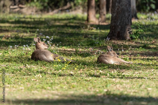 Obraz Two eastern grey kangaroos resting in a grassy field in Queensland, Australia.