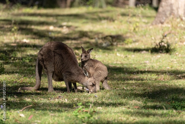 Obraz Eastern grey kangaroo with her adolescent joey grazing in a grassy field in Queensland, Australia.