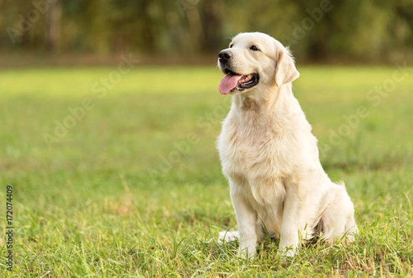 Fototapeta Piękno psa rasy golden retriever