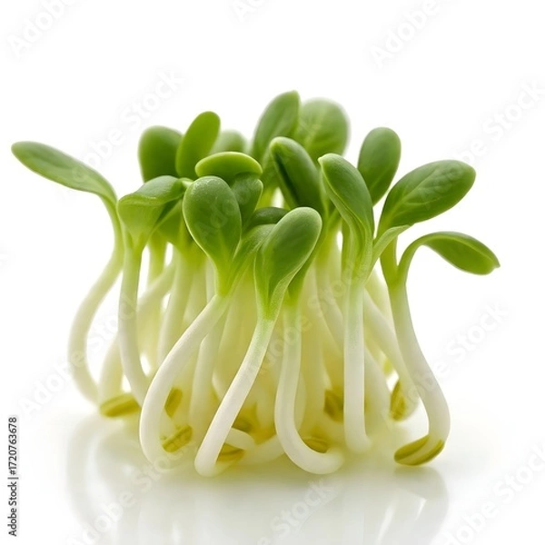 Obraz seeds that develop into sprouts