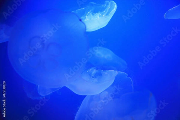 Fototapeta クラゲ