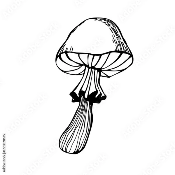 Fototapeta Vector illustration of a magic mushroom for witch's potions. Hand-drawn black and white graphic illustration for cards, notepads, stickers, and crafts.