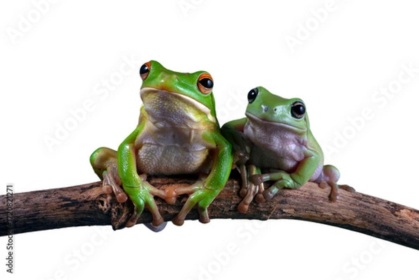 Fototapeta Dumpy frog "litoria caerulea" on isolated background, Green tree frog on branch	