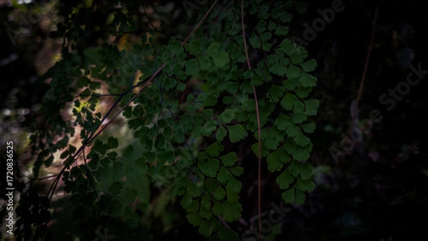 Fototapeta Leaves background wit macro technique photography