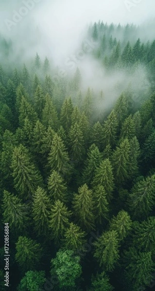 Fototapeta Aerial View of Lush Green Forest with Fog
