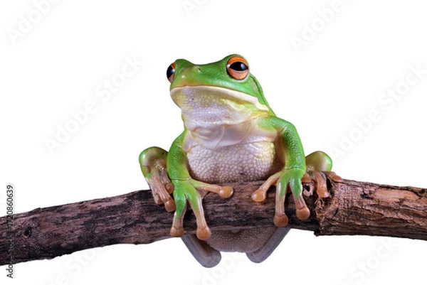 Fototapeta White-lipped tree frog (Litoria infrafrenata) on white background, white-lipped tree frog (Litoria infrafrenata) closeup on branch