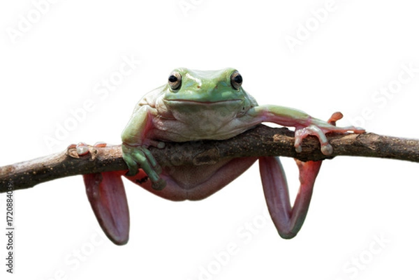 Fototapeta Dumpy frog "litoria caerulea" on isolated background, Green tree frog on branch	