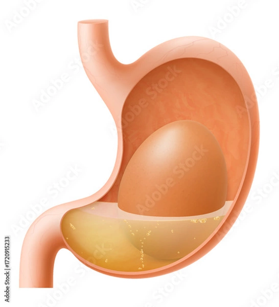 Fototapeta Human Stomach with egg. The stomach digests boiled chicken egg. A stomach filled with healthy food. Proper nutrition. Realistic 3d Vector illustration. Food digestion process illustration