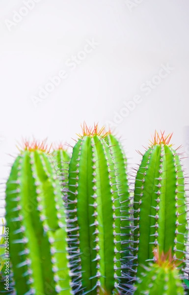 Fototapeta Cactus in a pot on a white background, close-up