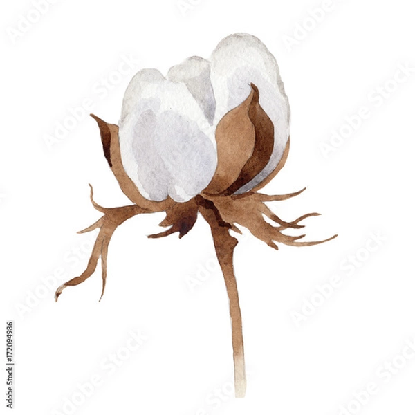 Fototapeta Wildflower cotton flower in a watercolor style isolated. Full name of the plant: cotton. Aquarelle wild flower for background, texture, wrapper pattern, frame or border.