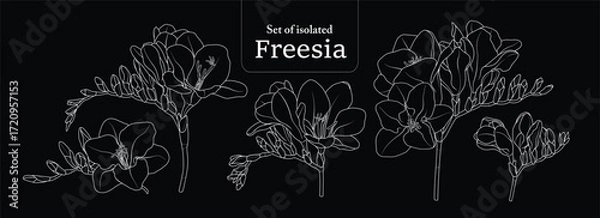 Obraz Freesia branches set, isolated on black background, Flower illustration in simple white outline, hand-drawn style.