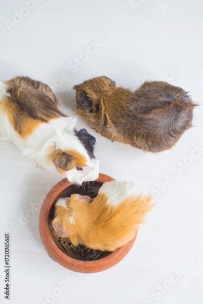 Fototapeta guinea pig in a pot on a white wooden table, top view