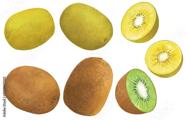 Obraz 手描きのキウイフルーツ