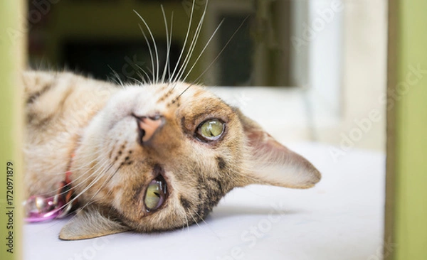 Fototapeta cat with green eyes lying on the table and looking at the camera
