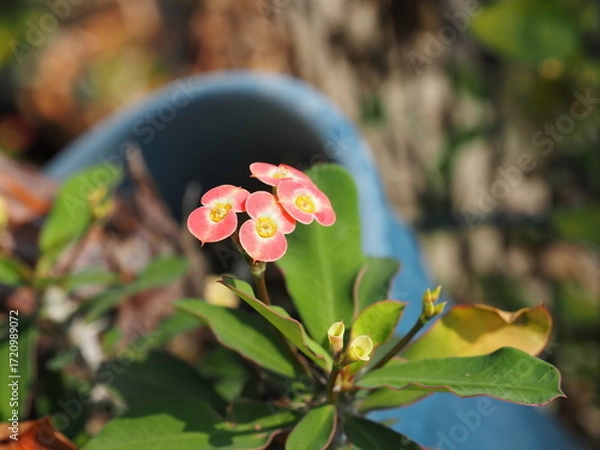 Obraz ハナキリン