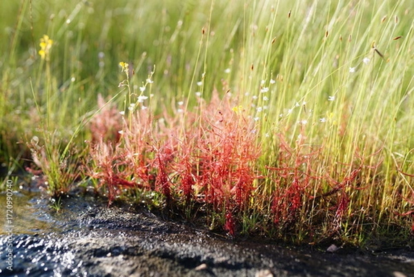 Fototapeta Drosera indica is a grass found on Phu Pha Thoep, a tourist attraction in Mukdahan Province.