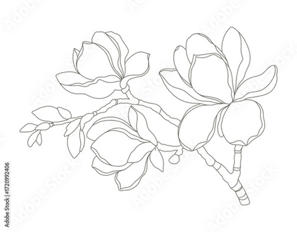 Fototapeta Magnolia flowers branch hand drawn botanical line art. Floral pattern in contemporary style. Vector illustration
