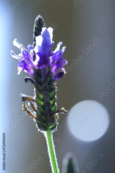 Fototapeta 紫の花を咲かせたデンターラベンダー