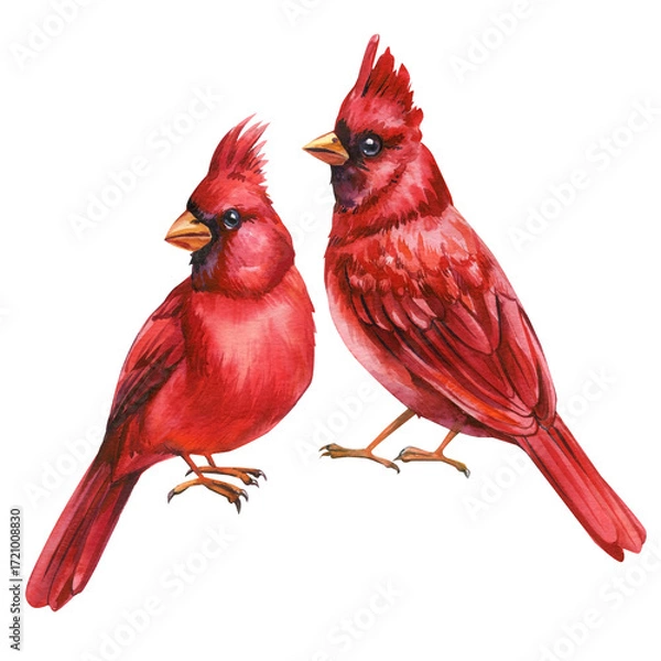 Obraz Pair of red cardinals watercolor birds with bright feathers isolated on white background romantic wildlife art
