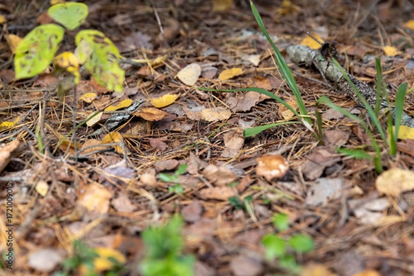 Obraz yellowing foliage of trees, wildlife with plants and shrubs in the autumn season close up