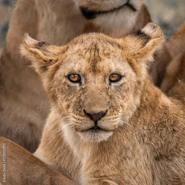 Fototapeta Close up of a lion cub, looking directly at the camera, it's golden eyes piercing the viewer