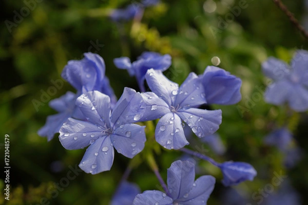 Fototapeta 明るめの背景、雫のついた紫色の花