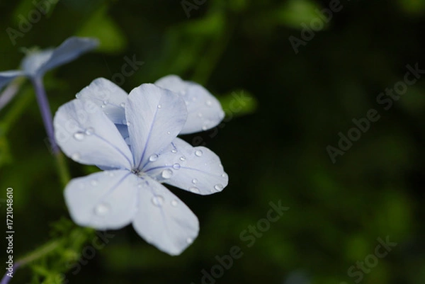 Fototapeta 暗めの背景、雫のついた白い花