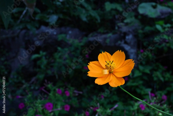 Fototapeta 暗い背景、雫のついたオレンジ色の花