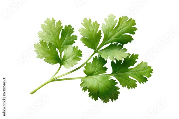 Fototapeta Fresh green cilantro leaf isolated on black background, cut out