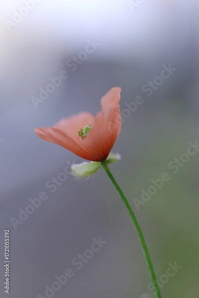 Fototapeta ピンクのナガミヒナゲシ