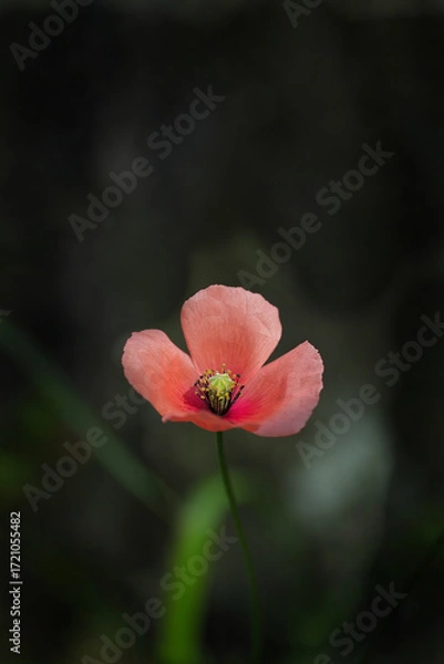 Fototapeta ピンクの小さなナガミヒナゲシ