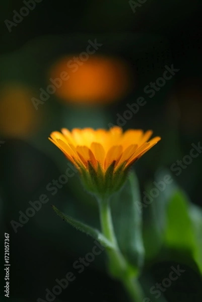 Fototapeta 愛らしいキンセンカ