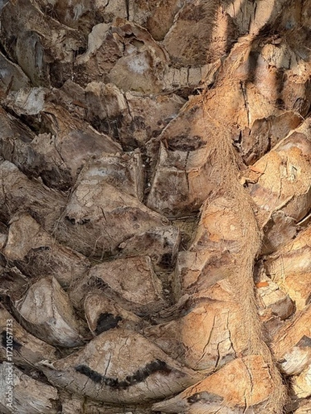 Fototapeta Textured beauty of a palm tree in a botanical garden capturing nature's intricate details under soft sunlight