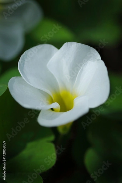 Fototapeta 白いフヨウカタバミ