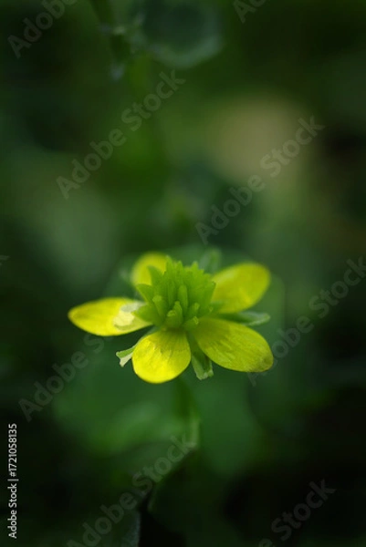 Fototapeta 黄色いイボミキンポウゲの花